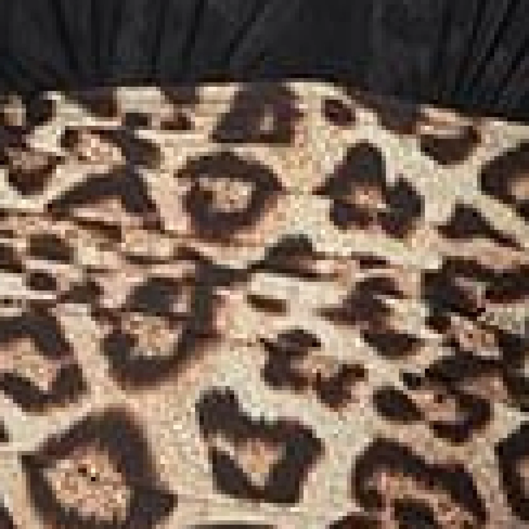 Unique Vintage Leopard & Black Mesh Sleeved Torrey Swimsuit